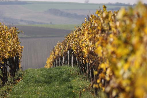 Weinberge Weinviertel