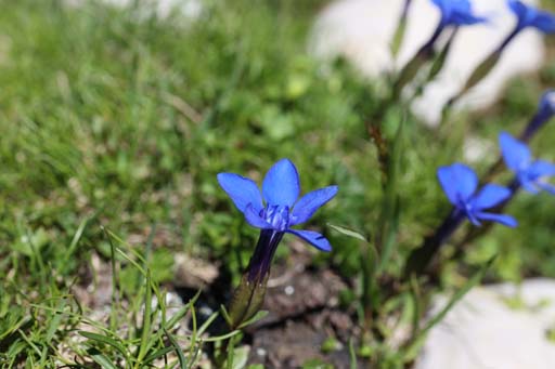 Dachstein Krippenstein